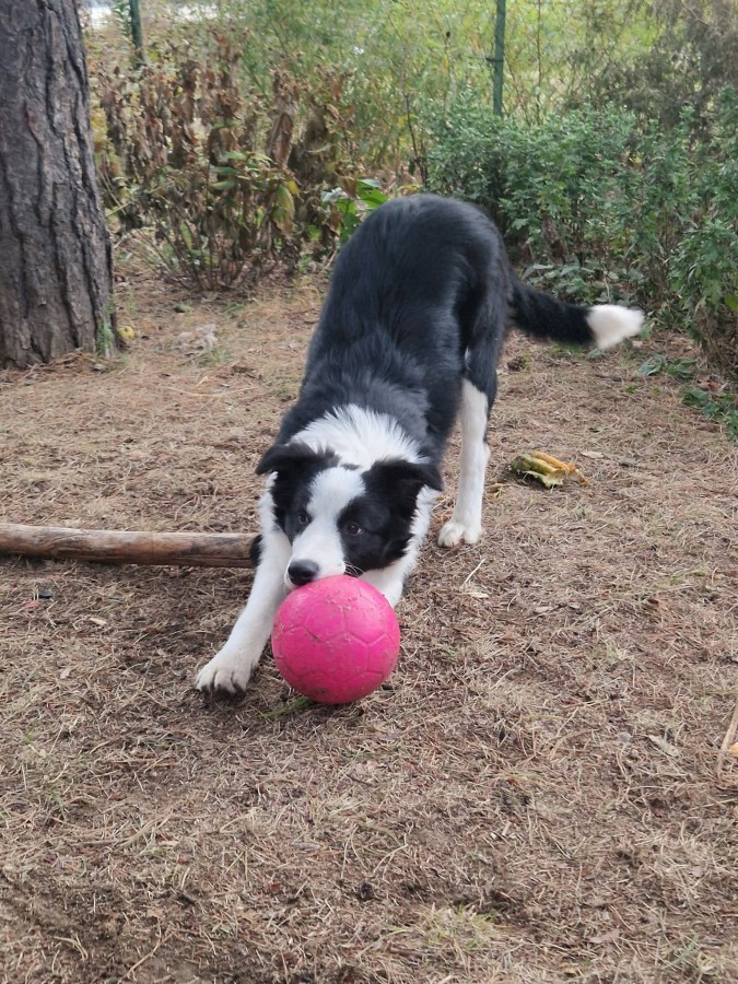 Eladó fajtajellegű Border Collie 6 hónapos kutyus