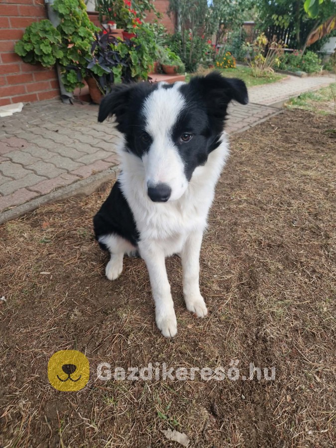 Eladó fajtajellegű Border Collie 6 hónapos kutyus Eladó fajtajellegű Border Collie 6 hónapos kutyus