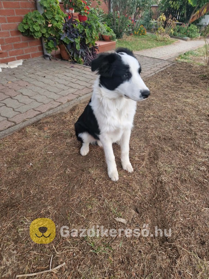 Eladó fajtajellegű Border Collie 6 hónapos kutyus Eladó fajtajellegű Border Collie 6 hónapos kutyus