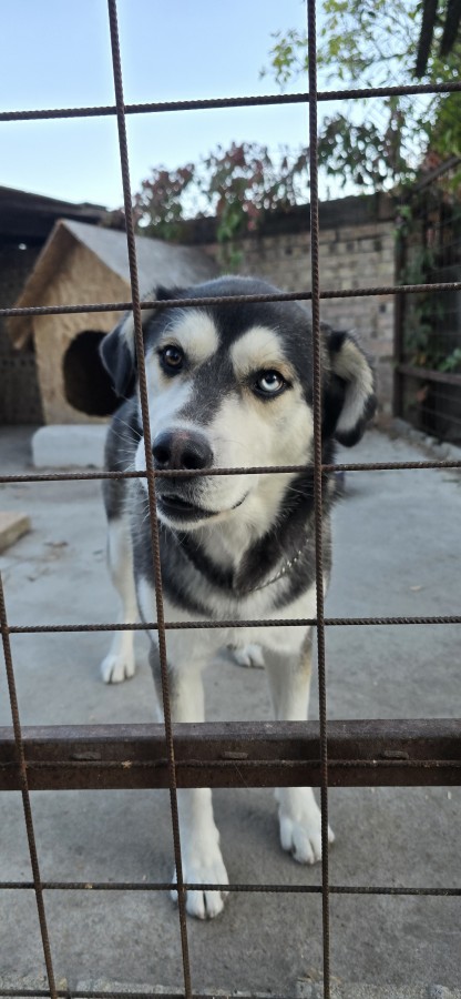 Husky-Golden keverék