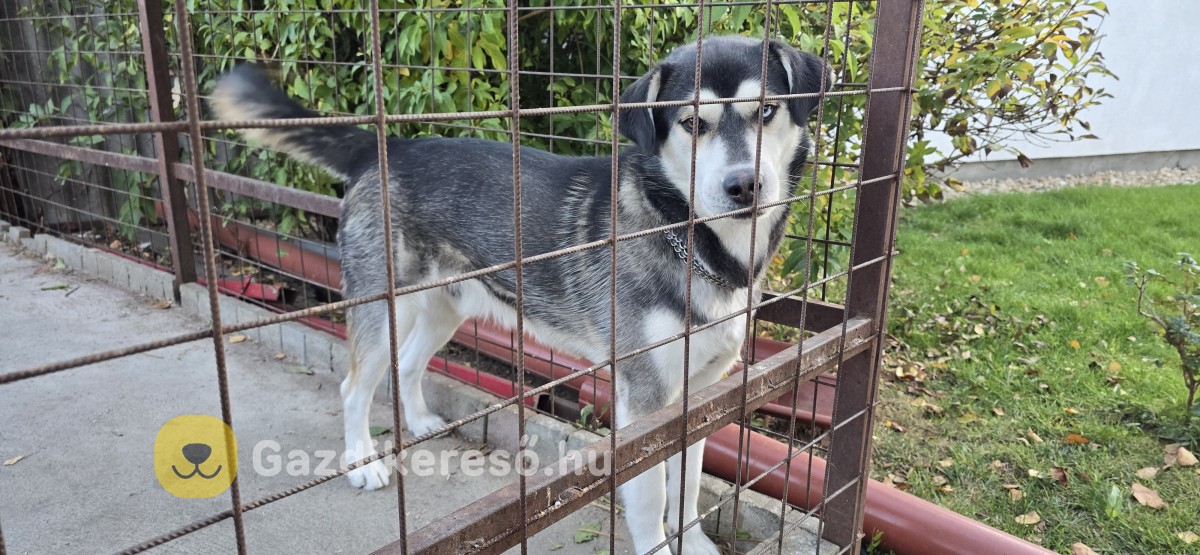 Husky-Golden keverék Husky-Golden keverék