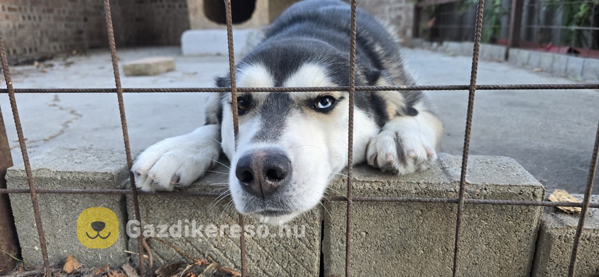 Husky-Golden keverék Husky-Golden keverék