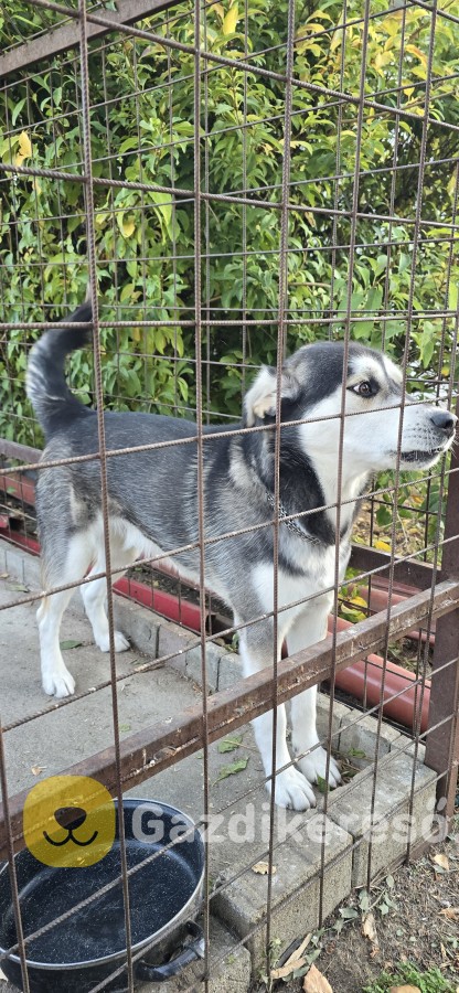 Husky-Golden keverék Husky-Golden keverék