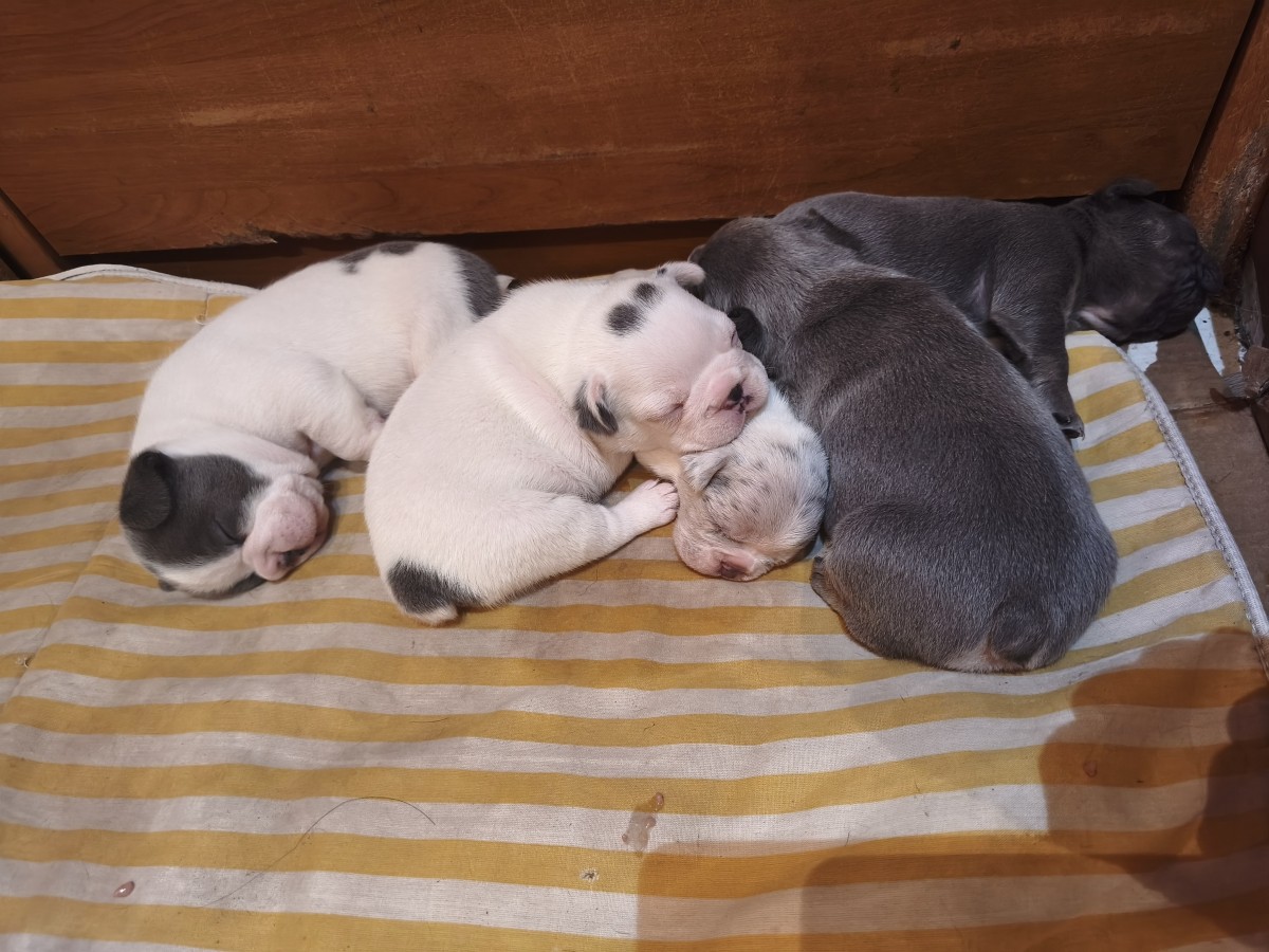 Francia bulldog kiskutyák előjegyezhetőek!