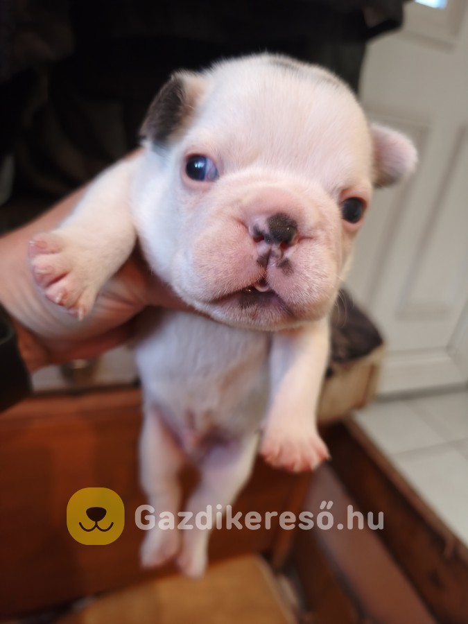 Francia bulldog kiskutyák előjegyezhetőek! Francia bulldog kiskutyák előjegyezhetőek!