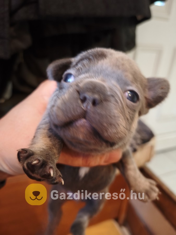 Francia bulldog kiskutyák előjegyezhetőek! Francia bulldog kiskutyák előjegyezhetőek!