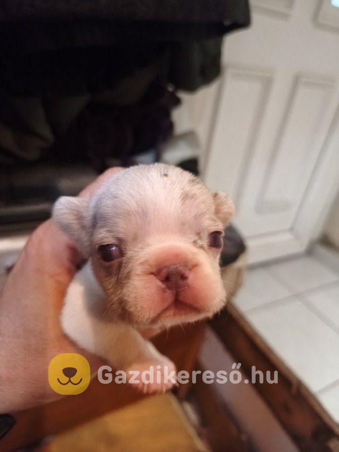 Francia bulldog kiskutyák előjegyezhetőek! Francia bulldog kiskutyák előjegyezhetőek!