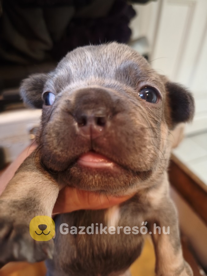 Francia bulldog kiskutyák előjegyezhetőek! Francia bulldog kiskutyák előjegyezhetőek!