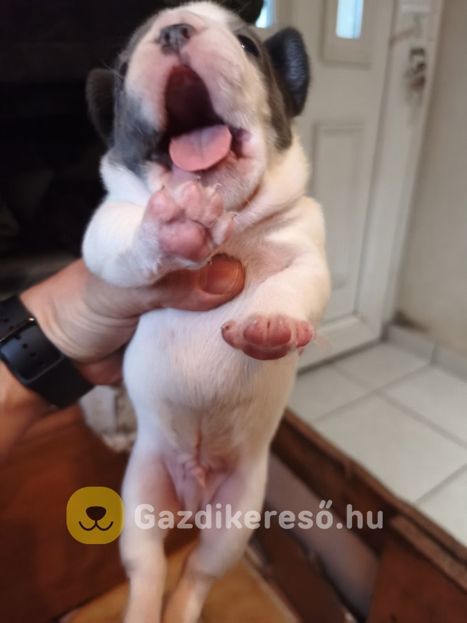 Francia bulldog kiskutyák előjegyezhetőek! Francia bulldog kiskutyák előjegyezhetőek!