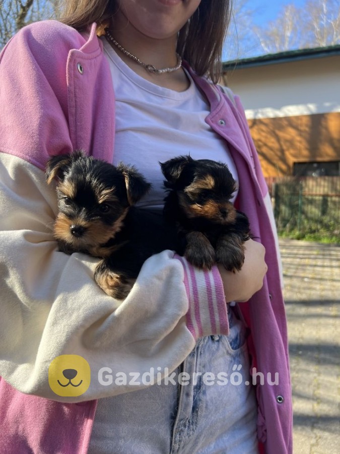 Yorkshire terrier kölyök Yorkshire terrier kölyök