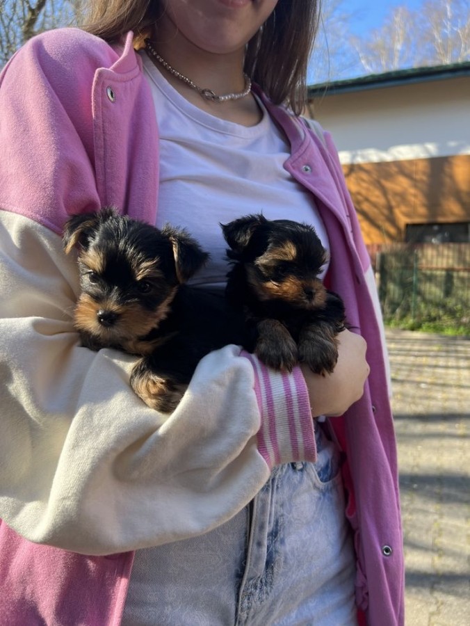 Yorkshire terrier kölyök 