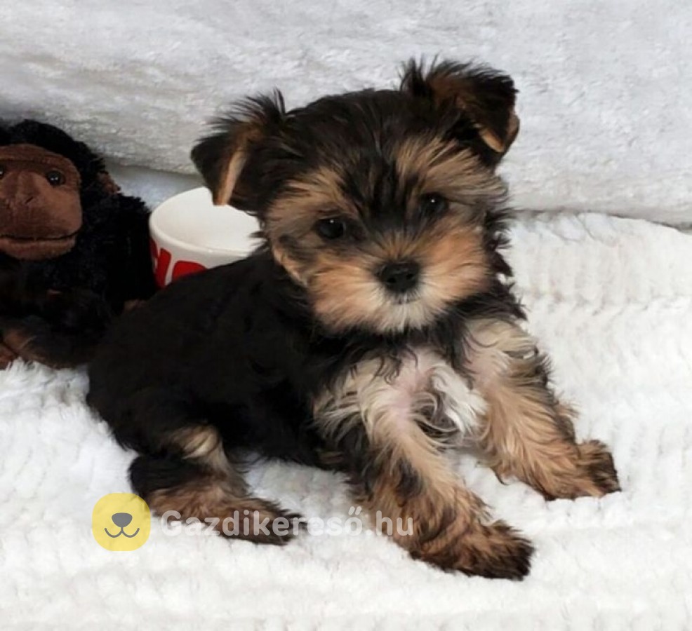 Yorkshire terrier kölyök Yorkshire terrier kölyök