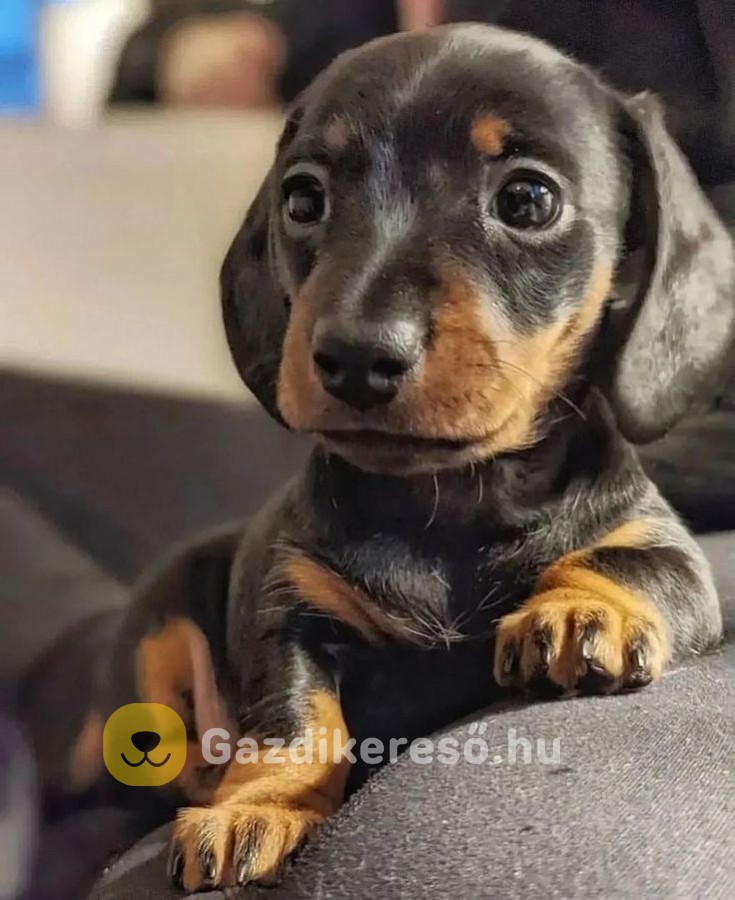 Törpe tacskók 