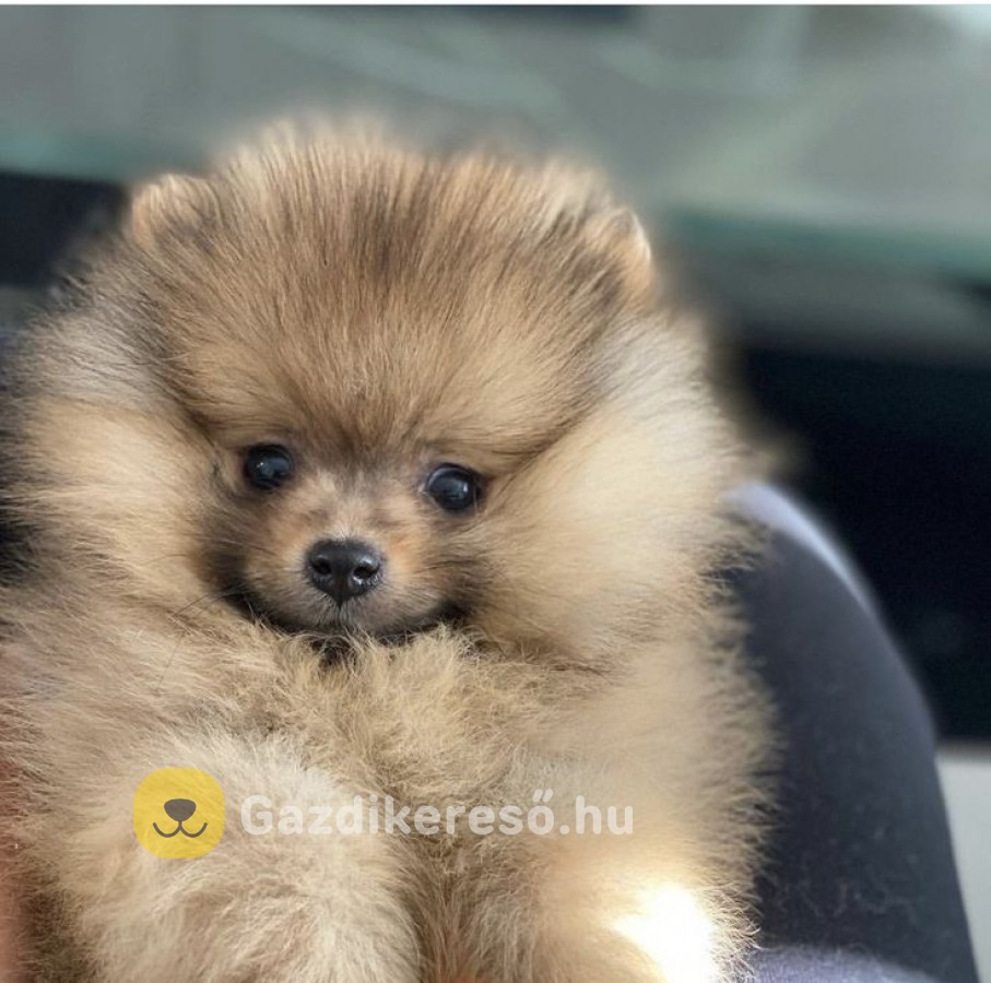 Pomerániai törpék Pomerániai törpék