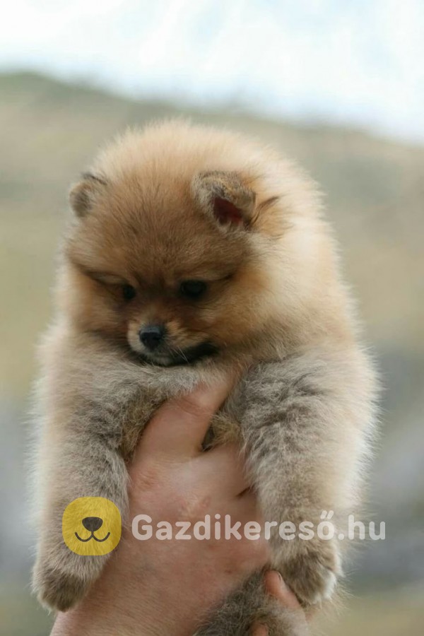 Pomerániai törpék Pomerániai törpék