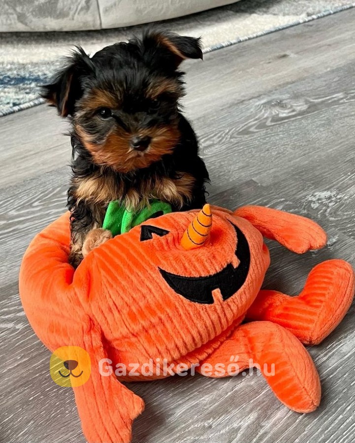 Yorki terrier Yorki terrier