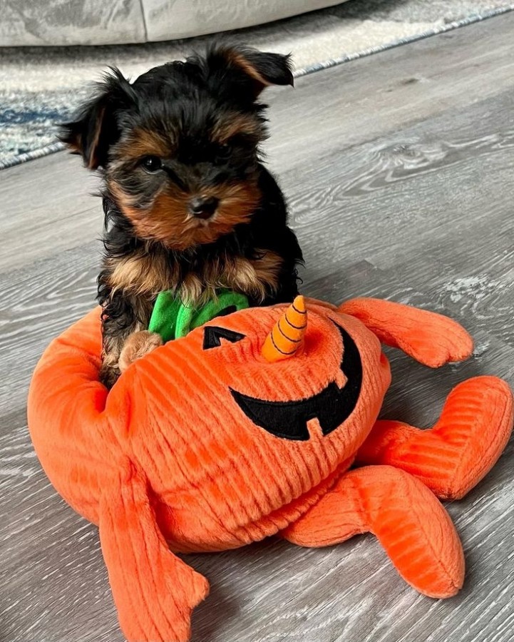 Yorki terrier 