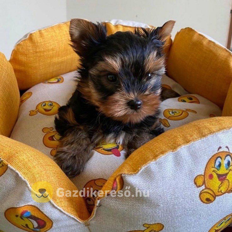Yorki terrier Yorki terrier