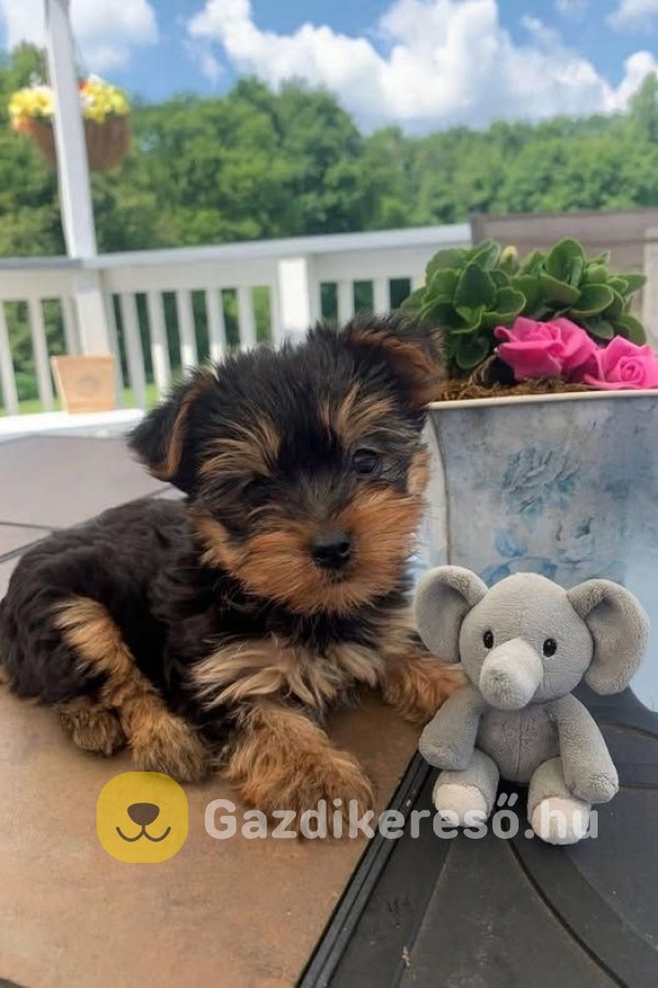 Yorki terrier Yorki terrier