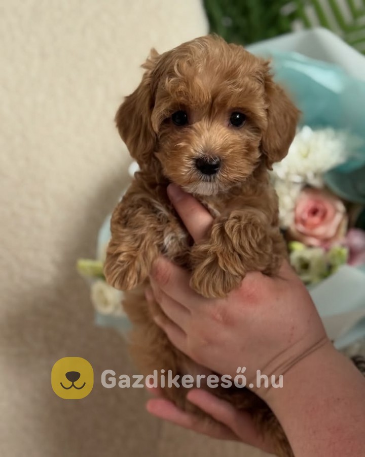 Maltipoo kölykök Maltipoo kölykök