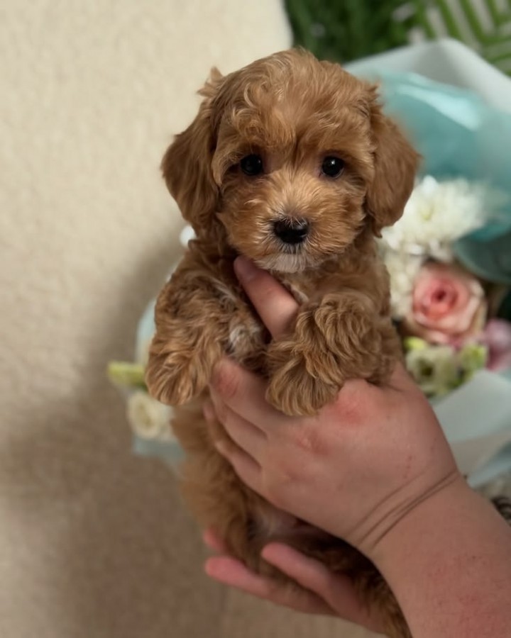 Maltipoo kölykök 