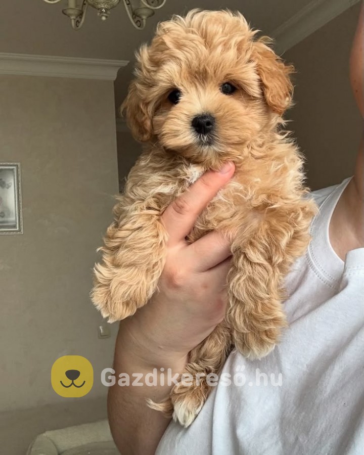Maltipoo kölykök Maltipoo kölykök