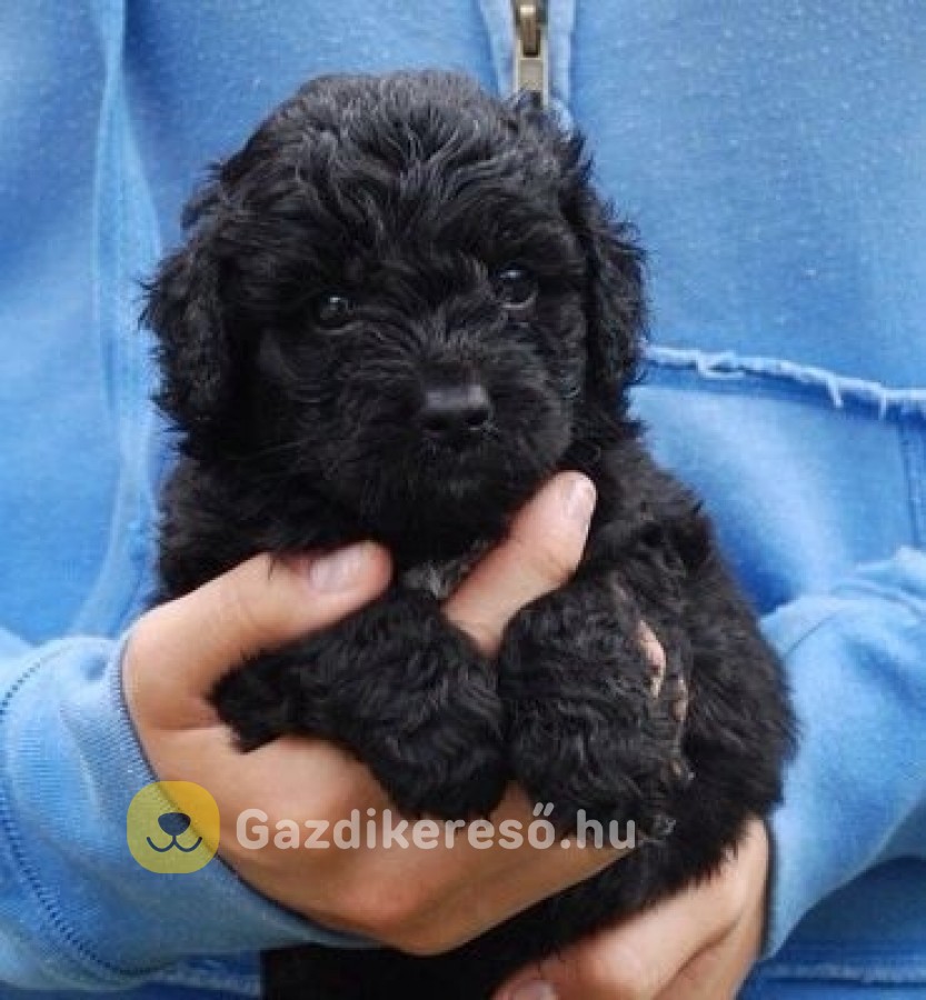 Maltipoo kölykök Maltipoo kölykök