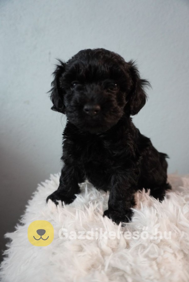 Maltipoo kölykök Maltipoo kölykök