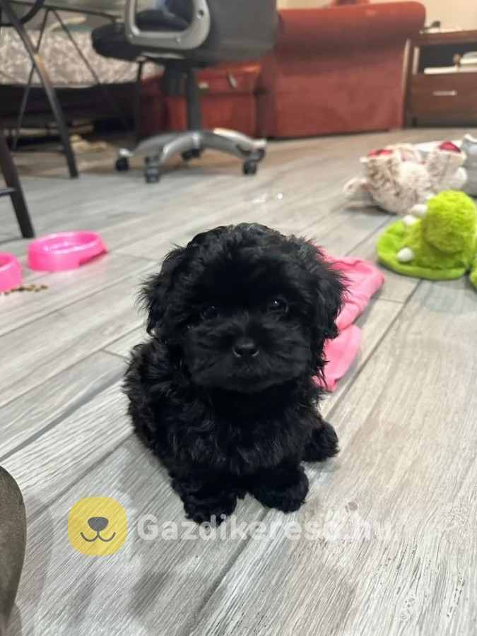 Maltipoo kölykök Maltipoo kölykök