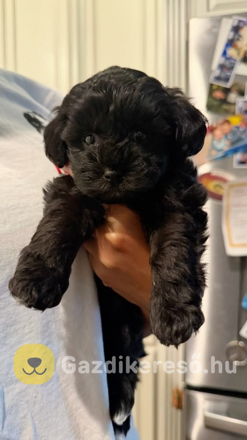 Maltipoo kölykök Maltipoo kölykök