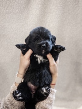 ÚJFUNDLANDI- Liberis et Fortis Newfoundland Kennel