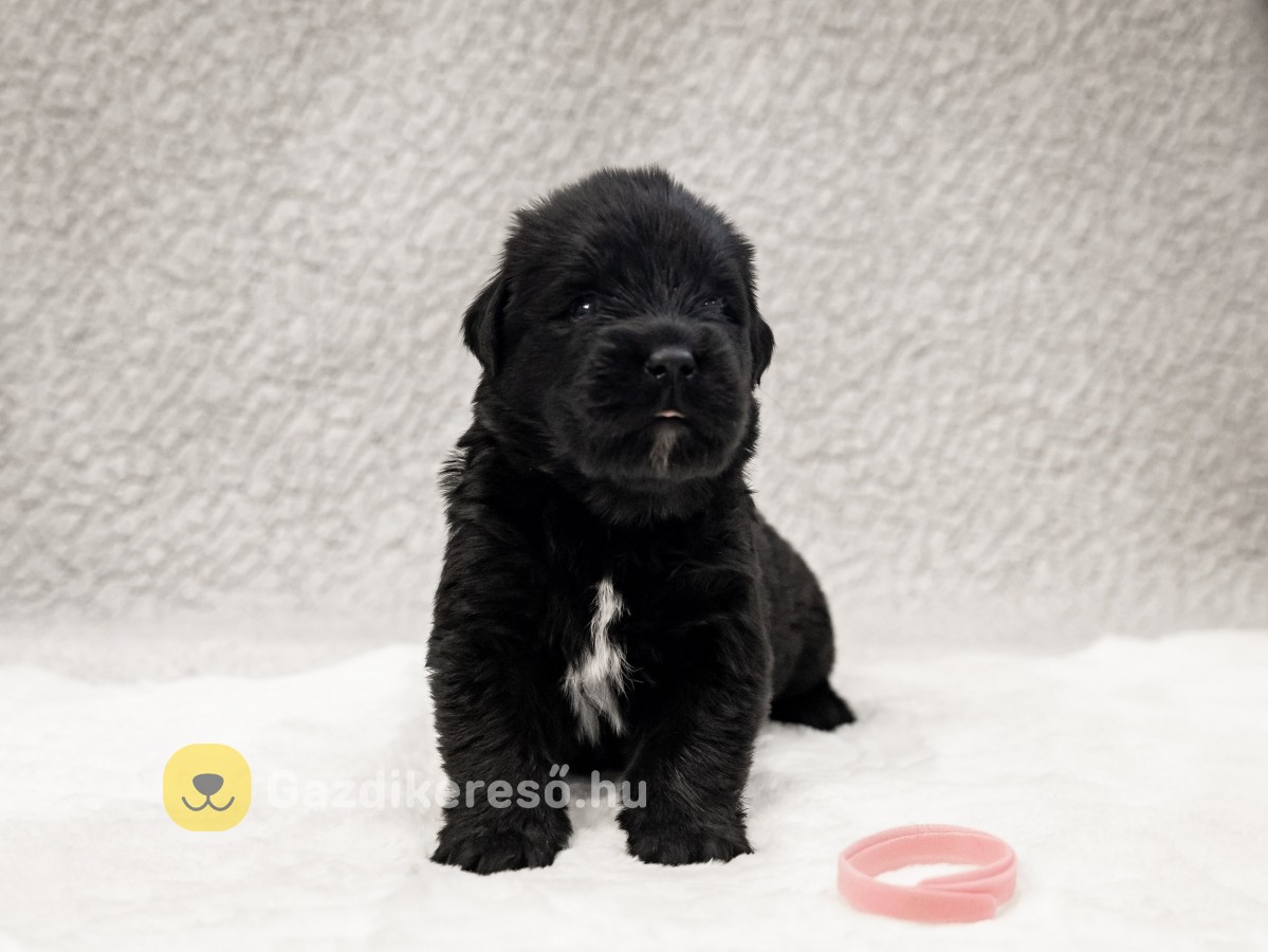 ÚJFUNDLANDI- Liberis et Fortis Newfoundland Kennel ÚJFUNDLANDI- Liberis et Fortis Newfoundland Kennel