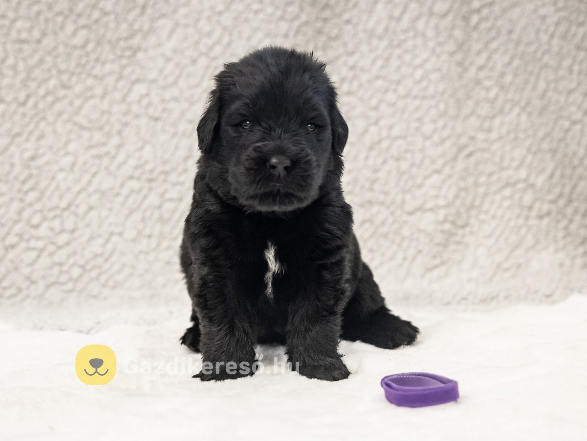 ÚJFUNDLANDI- Liberis et Fortis Newfoundland Kennel ÚJFUNDLANDI- Liberis et Fortis Newfoundland Kennel