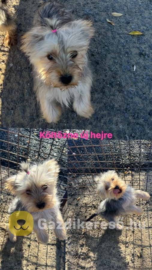 Yorkshire terrier Yorkshire terrier