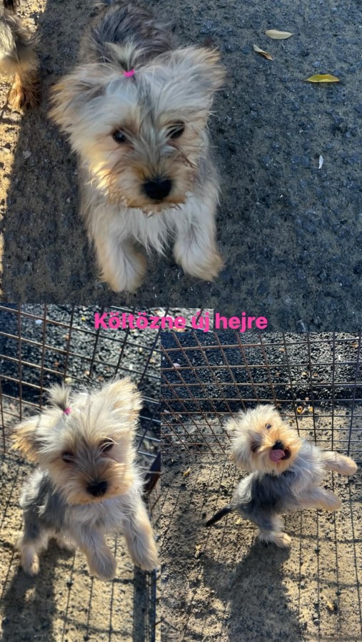 Yorkshire terrier