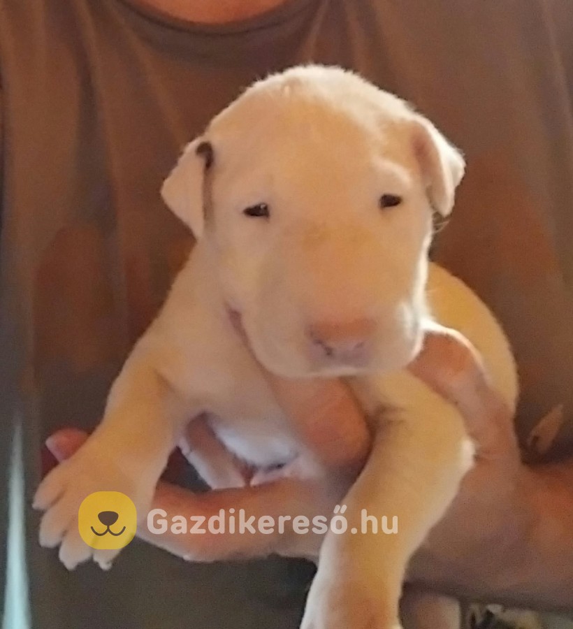 Bullterrier kan kiskutya. Bullterrier kan kiskutya.