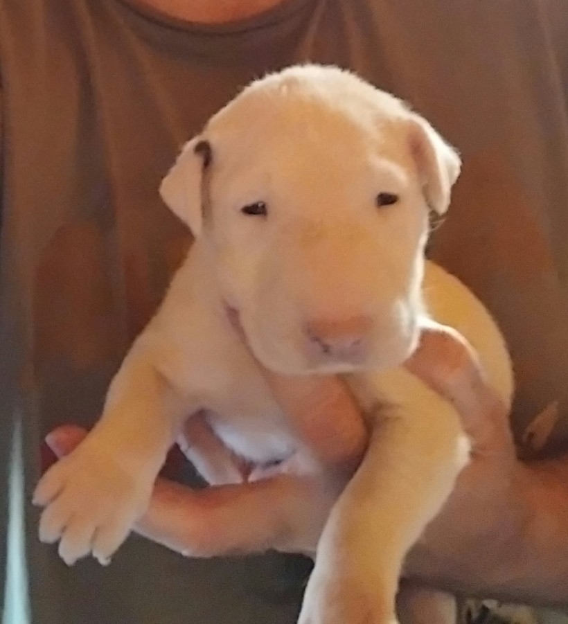 Bullterrier kan kiskutya.