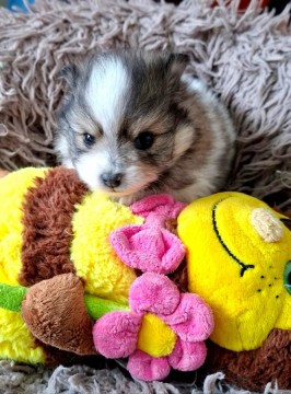 Spitz kölykök