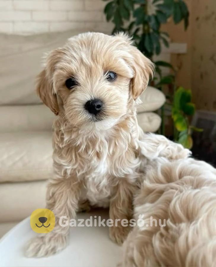Maltipoo kölykök Maltipoo kölykök