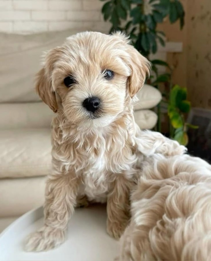 Maltipoo kölykök 