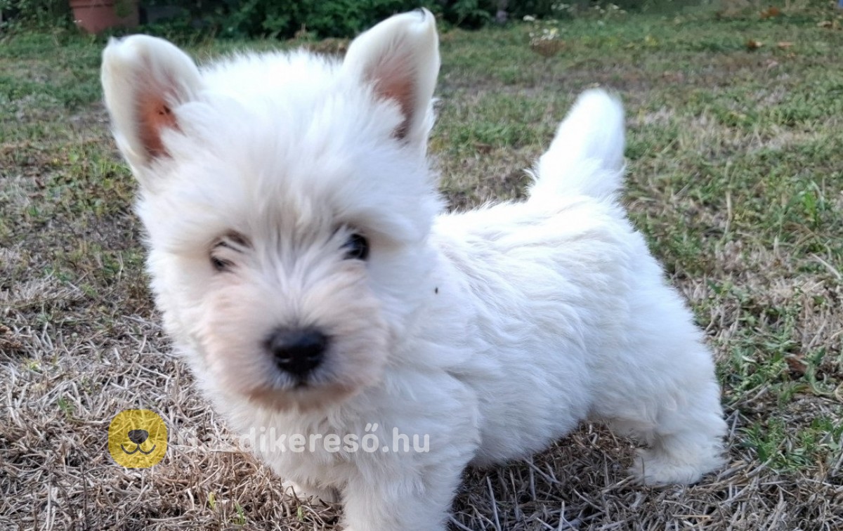 Westie terrier Eladó kiskutya Westie terrier Eladó kiskutya