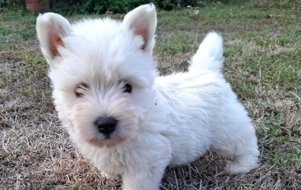 Westie terrier  Eladó kiskutya