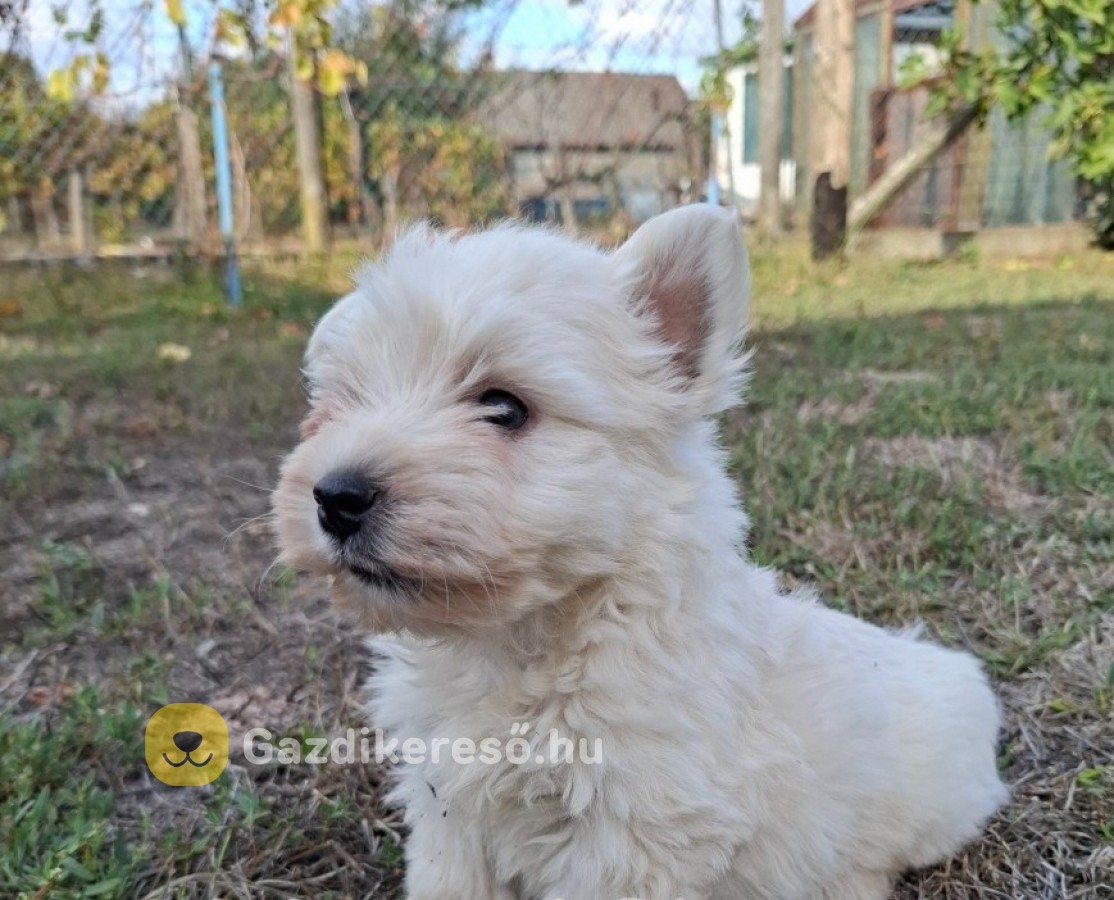 Westie terrier Eladó kiskutya Westie terrier Eladó kiskutya