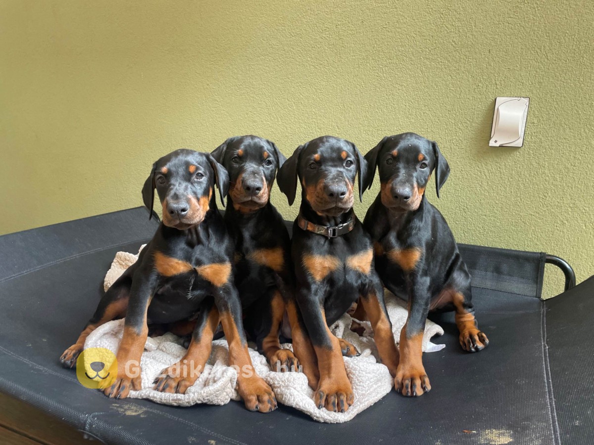 Törzskönyvezett dobermann kölykök eladók Törzskönyvezett dobermann kölykök eladók