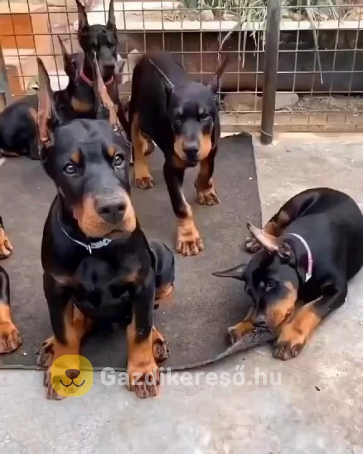 Törzskönyvezett dobermann kölykök eladók Törzskönyvezett dobermann kölykök eladók