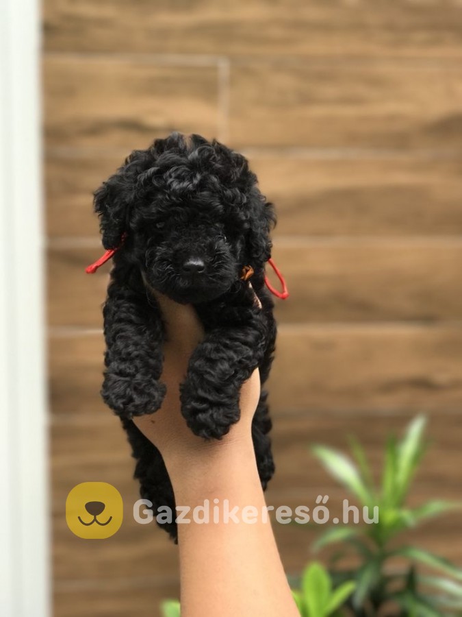 Toy uszkár kölykök Toy uszkár kölykök