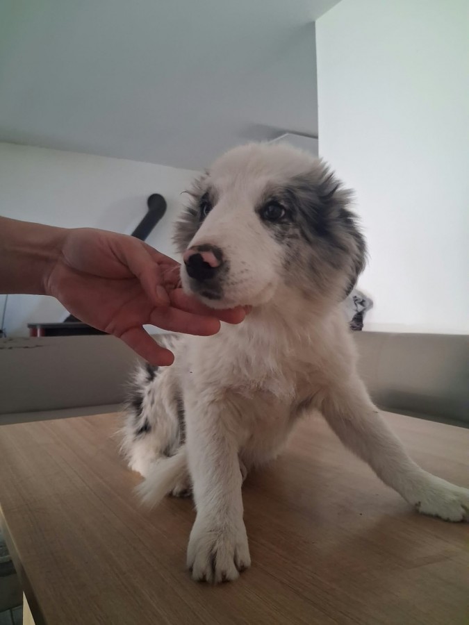 Eladó Border Collie