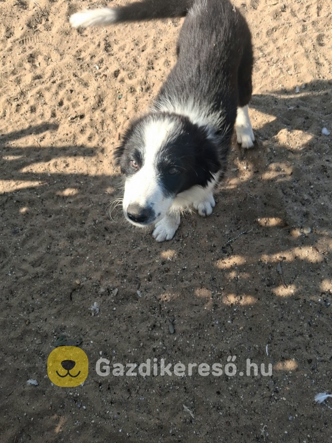 Eladó Border Collie Eladó Border Collie
