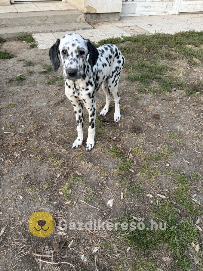 Dalmata elado 