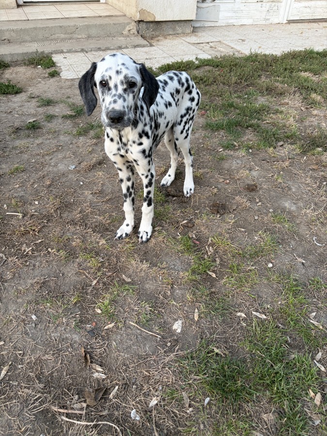 Dalmata elado 